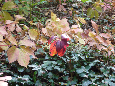 An example picture